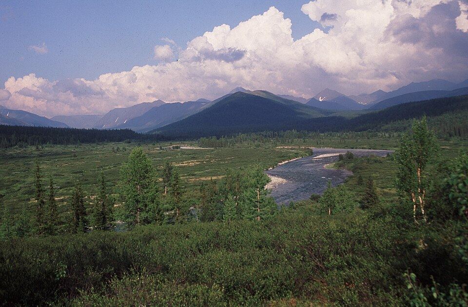 forêts vierges de Komi, Russie (2006)