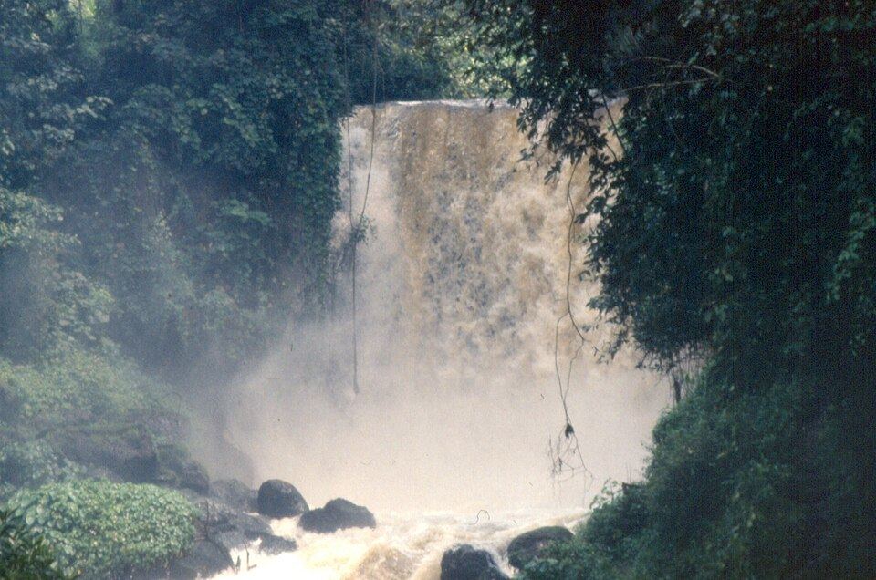 parc national des Virunga, RD Congo (1989)